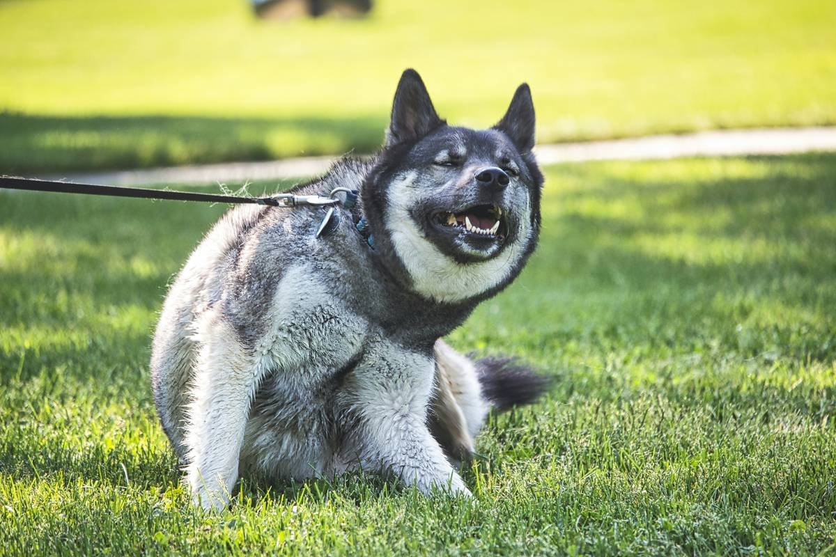 a black and white dog sitting in the grass