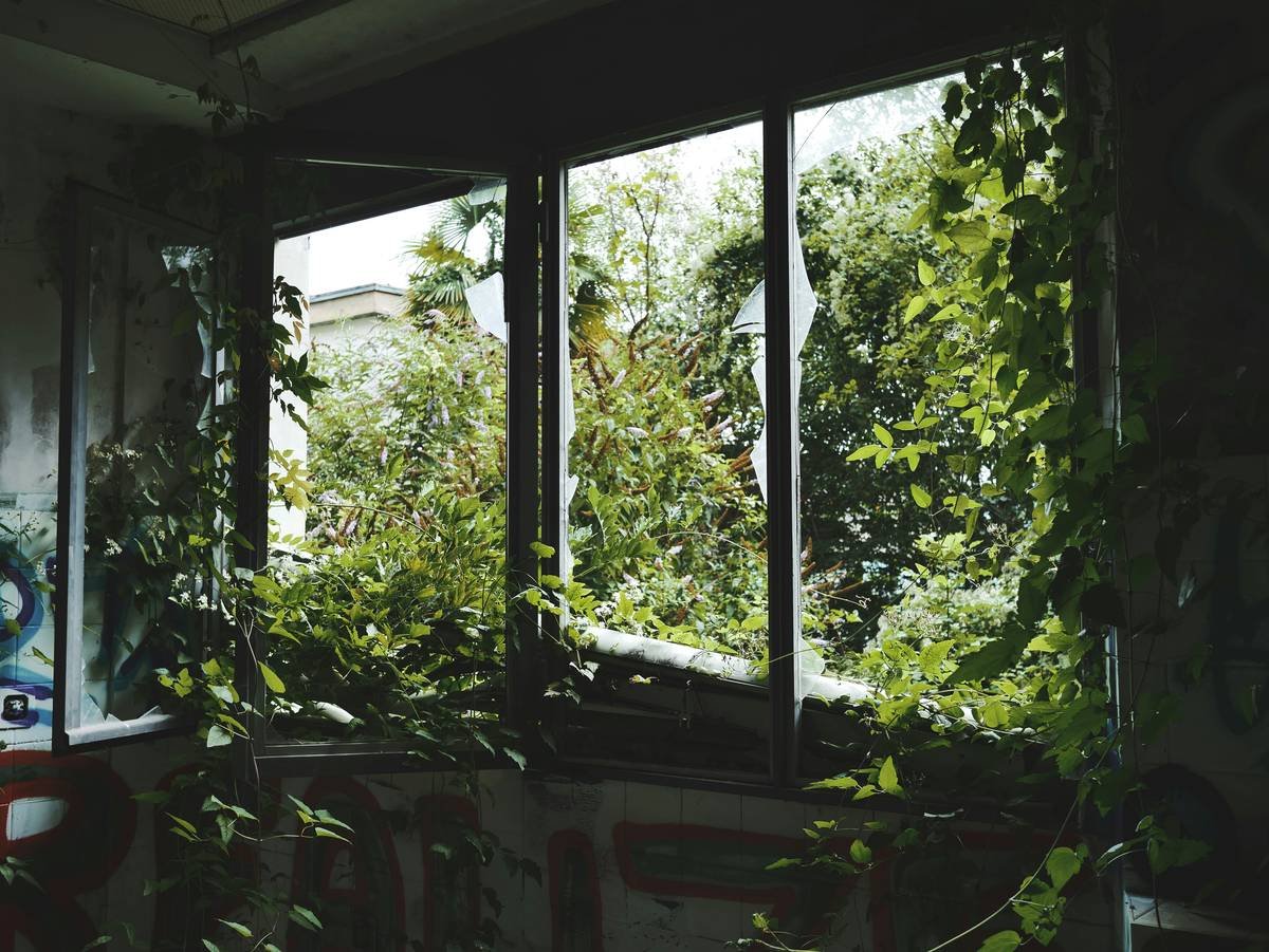 a window with plants outside