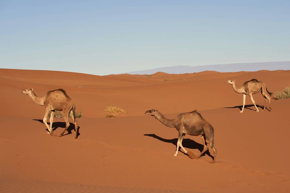 on of the dromedary we pass on out track in the morning